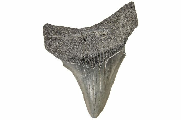 Serrated, Juvenile Megalodon Tooth - South Carolina #196083